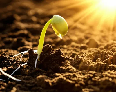 Illustration stimulates