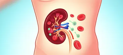 Illustration spleens - Image 1