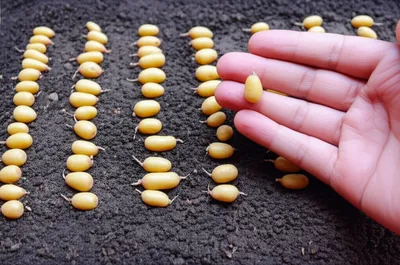 Illustration fingerlings - Image 1