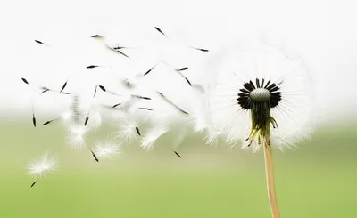 Illustration dissipate - Image 1