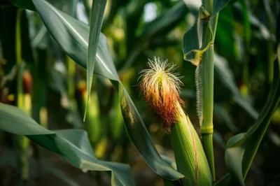 Illustration tasseled - Image 1