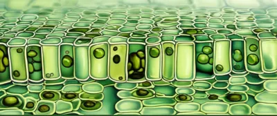 Illustration palisades - Image 1