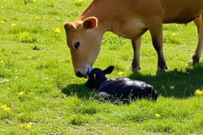 Illustration calving - Image 1