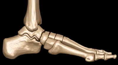 Illustration anklebone