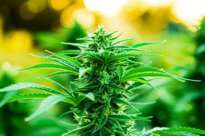 Illustration pots - Image 1