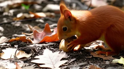 Hình ảnh minh họa cache - Ảnh 1