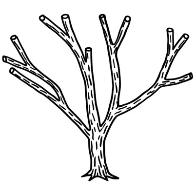Illustration branch