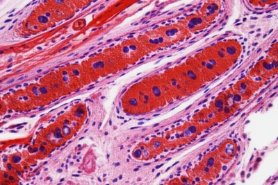 Illustration safranin