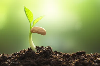 Illustration early - Image 1