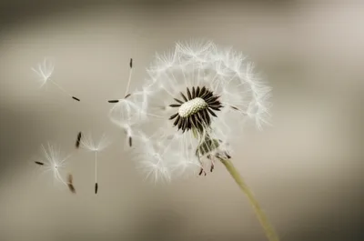 Illustration flakes - Image 1