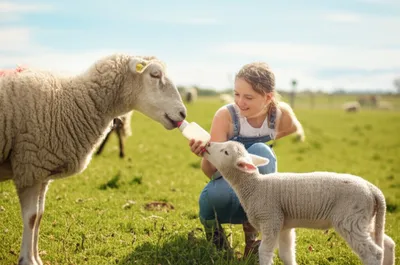 Illustration rearing - Image 1