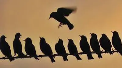 Illustration roost - Image 2