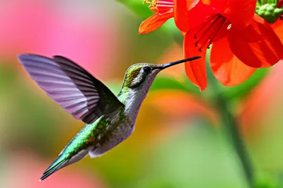 Illustration snapshot - Image 1