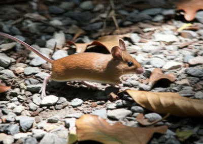 Illustration skittered