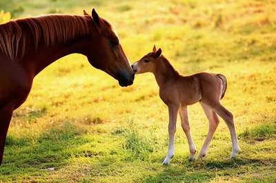 Illustration foals - Image 1