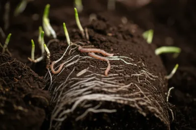 Illustration mould - Image 1