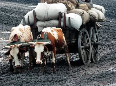 Illustration drags - Image 1