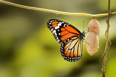 Illustration trans - Image 1