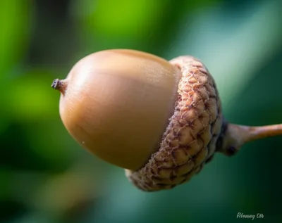 Illustration acorn - Image 1