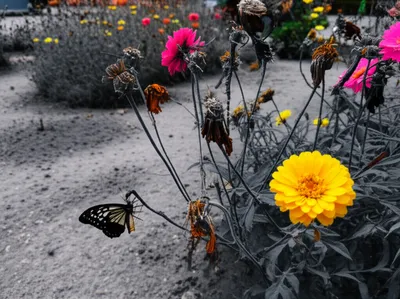 Illustration pall - Image 1