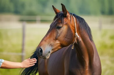 Illustration dress - Image 1