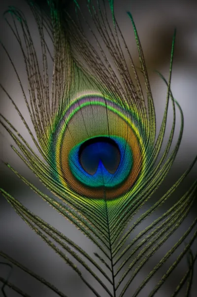 Illustration eyed - Image 1