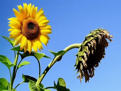 Illustration wilt - Image 1