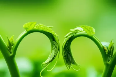 Illustration conniving - Image 1