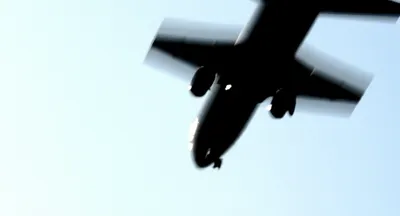 Illustration porpoise - Image 1