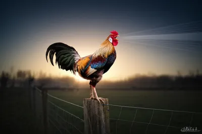 Illustration cocks - Image 1