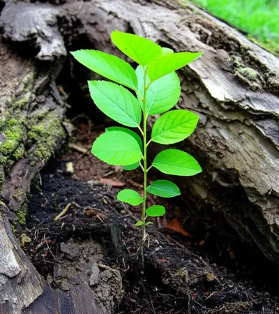 Illustration succeed - Image 1