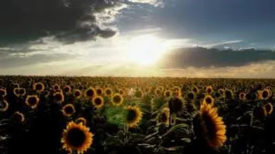 Hình ảnh minh họa boundless - Ảnh 2