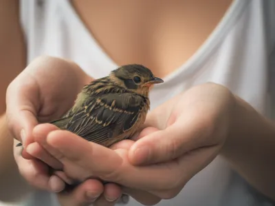 Illustration nurses - Image 1