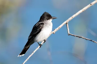 Illustration tyrants - Image 2