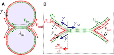 Illustration diaphragm - Image 2