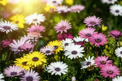 Illustration composites - Image 1