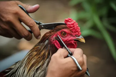 Illustration dubbing - Image 1