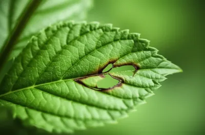 Illustration lesion - Image 1