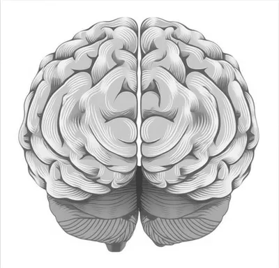 Illustration fillets - Image 1