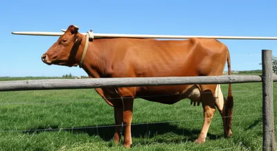 Illustration poke - Image 1