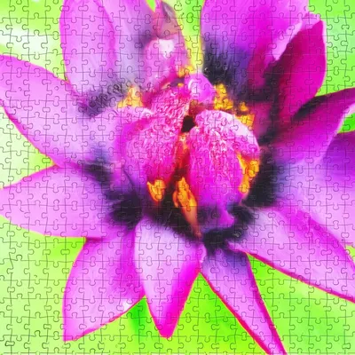 Hình ảnh minh họa included - Ảnh 1