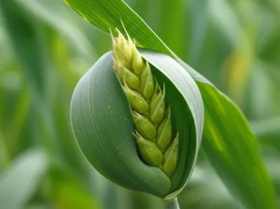 Illustration boot - Image 1