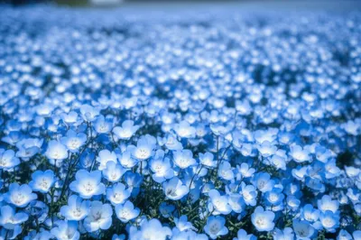 Illustration cornflower - Image 1