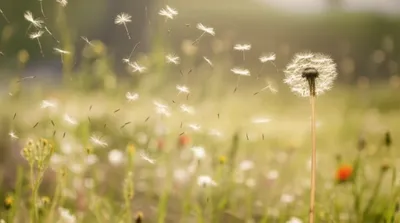 Illustration fluffed - Image 1