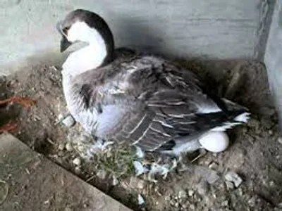 Illustration lay - Image 2