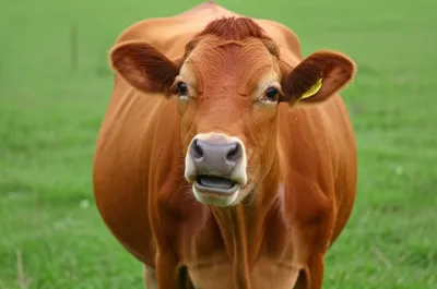 Illustration mooing - Image 1