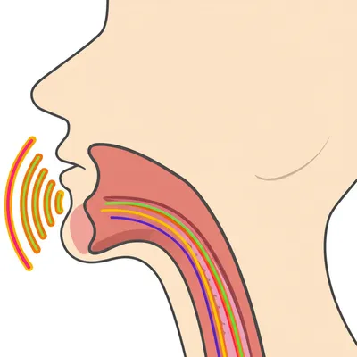 Illustration pharyngal - Image 1