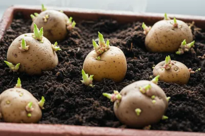 Illustration chit - Image 1