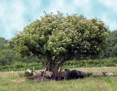 Illustration elder - Image 2