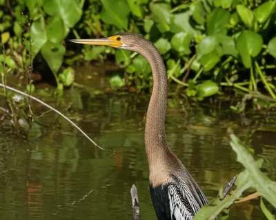 Illustration darters - Image 1